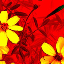 释放创新动力的DDOS网页端源码